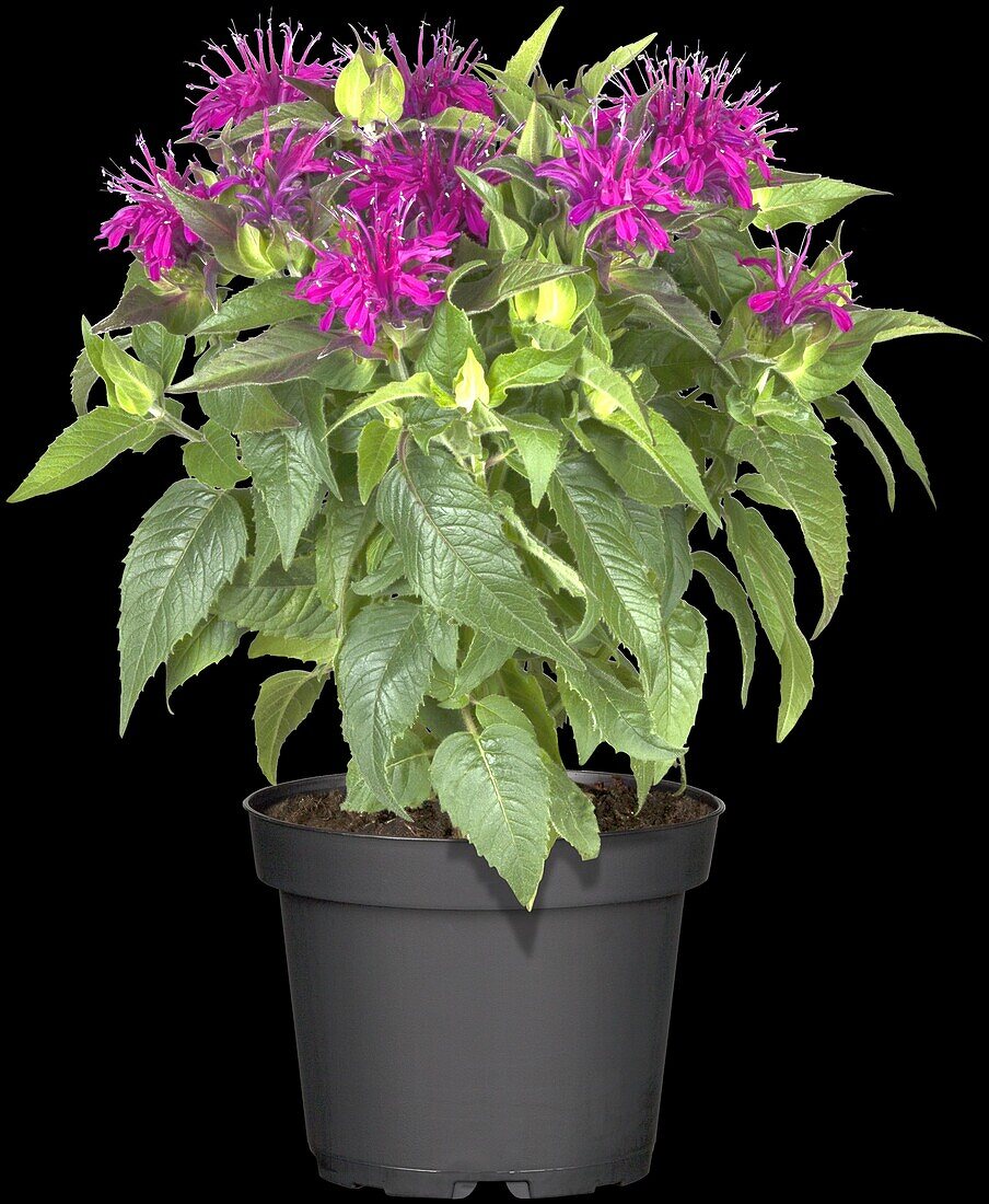 Monarda didyma