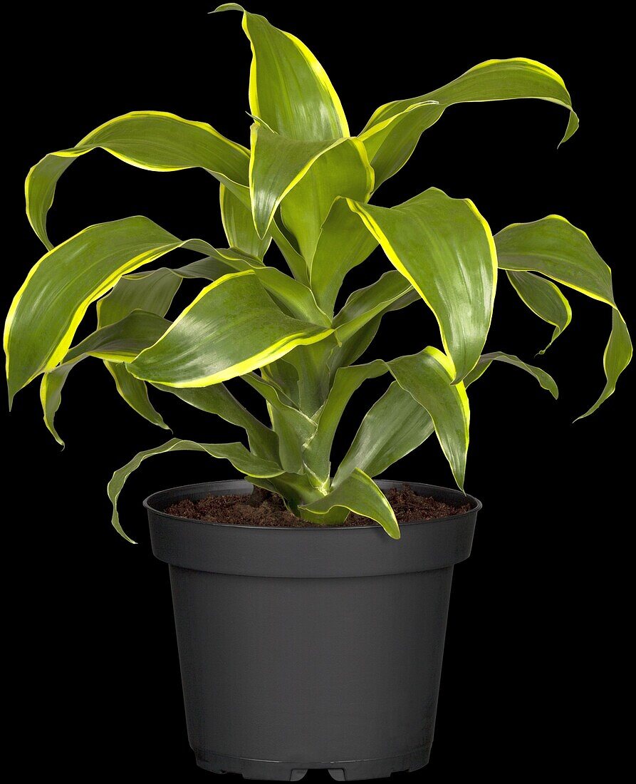 Dracaena fragrans 'Dorado