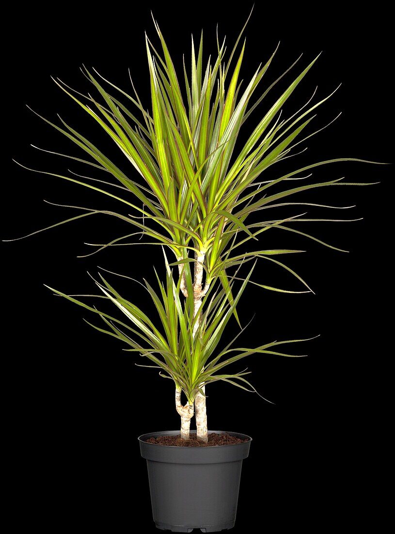 Dracaena marginata