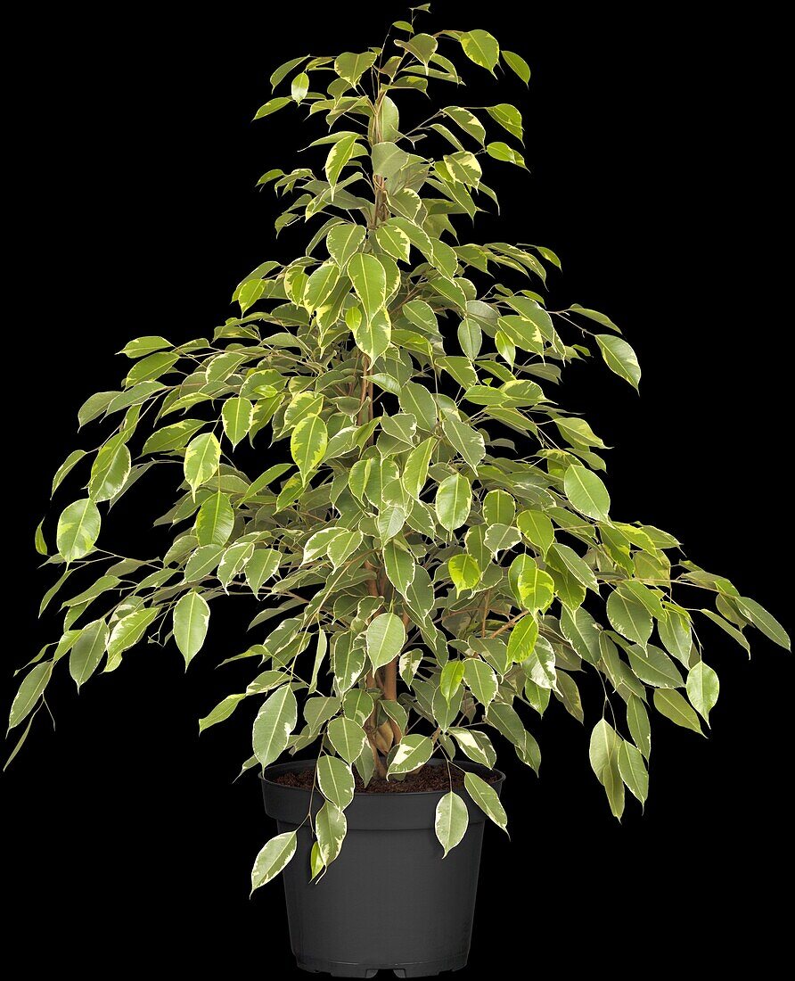 Ficus benjamina