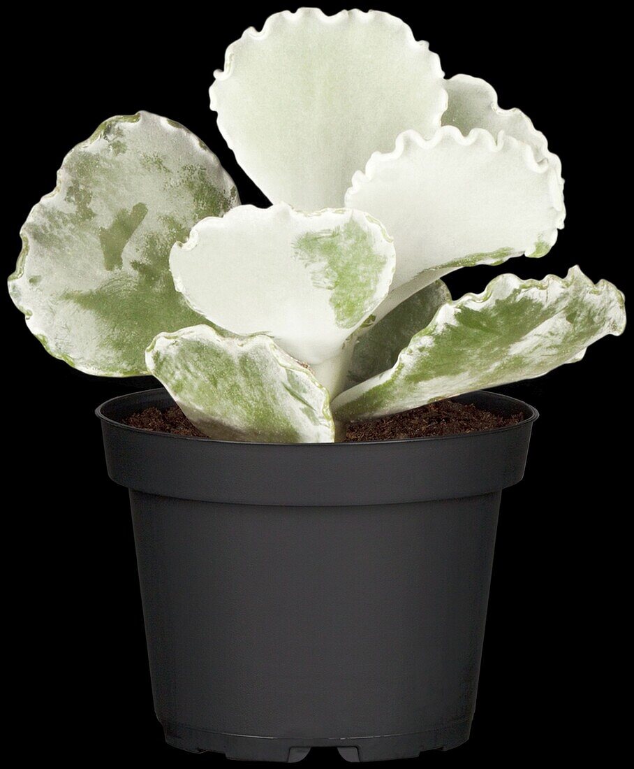 Kalanchoe pumila