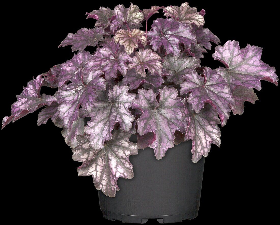 Heuchera