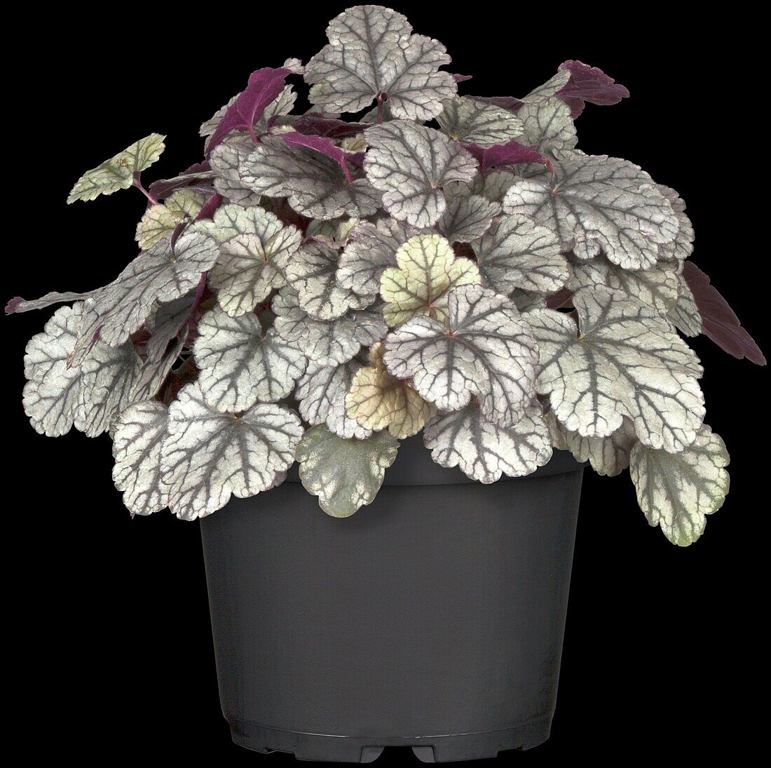 Heuchera