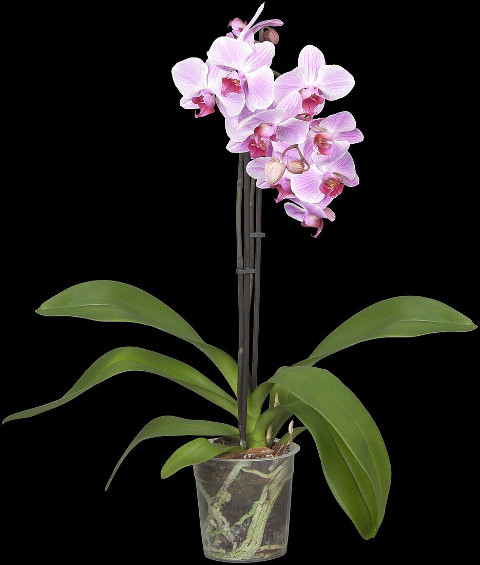 Phalaenopsis, rosa