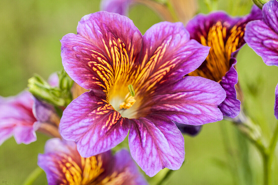 Salpiglossis sinuata