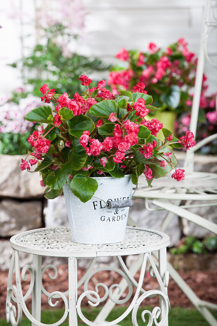 Begonia semperflorens, rot