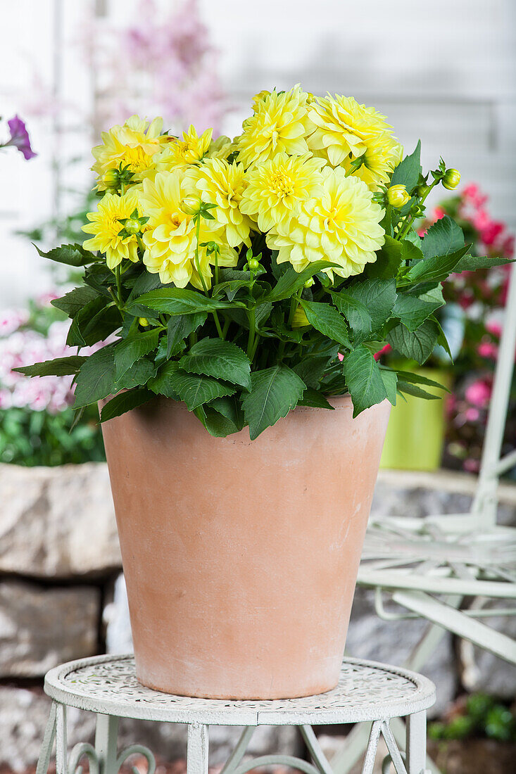 Dahlia x hortensis, yellow