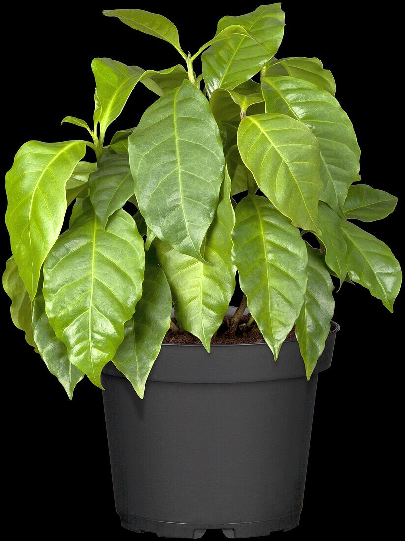 Coffea arabica