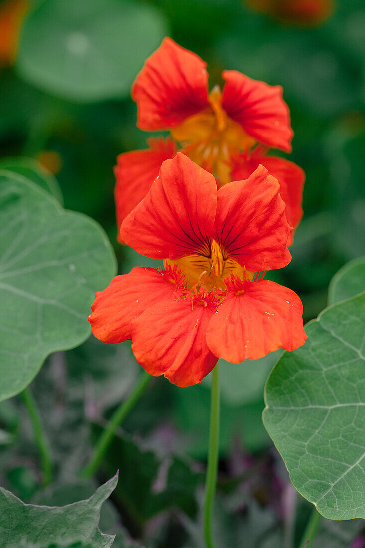 Tropaeolum majus, red