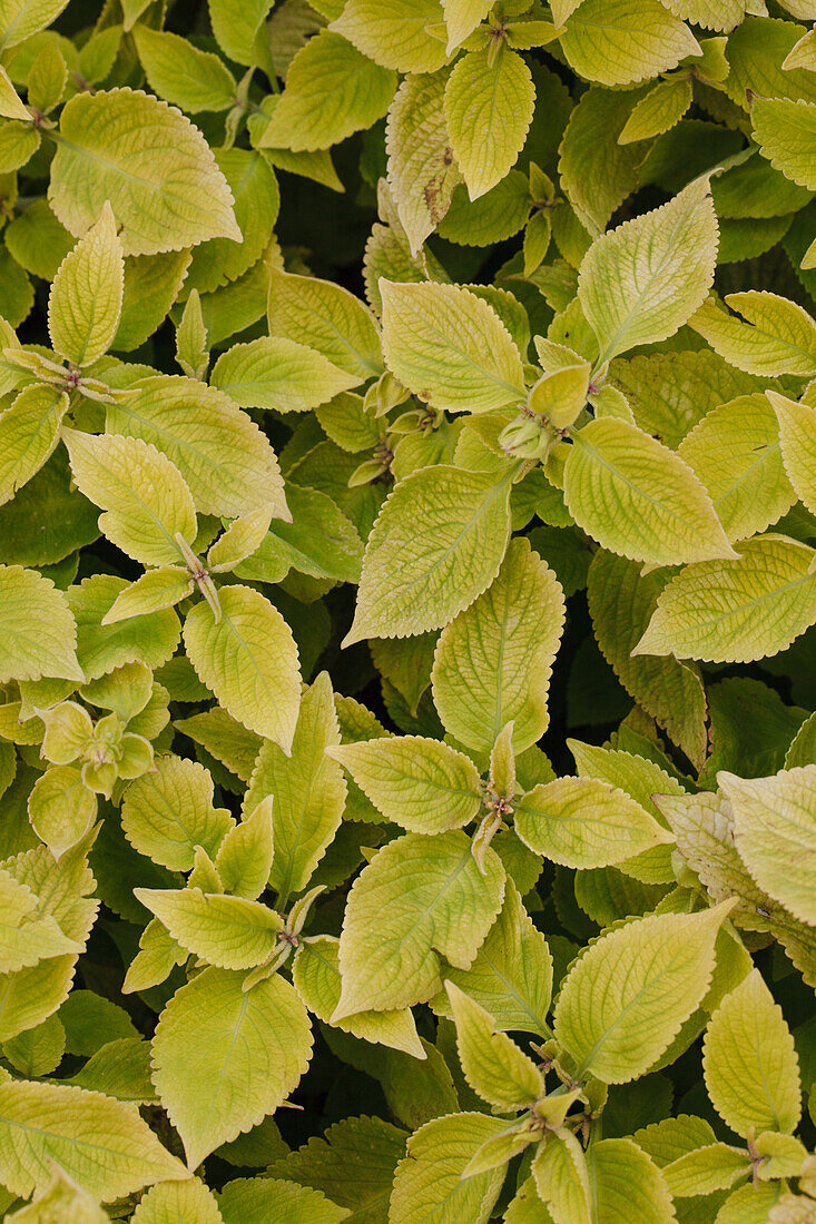 Plectranthus scutellarioides 'Premium Sun Coleus Lime Delight'