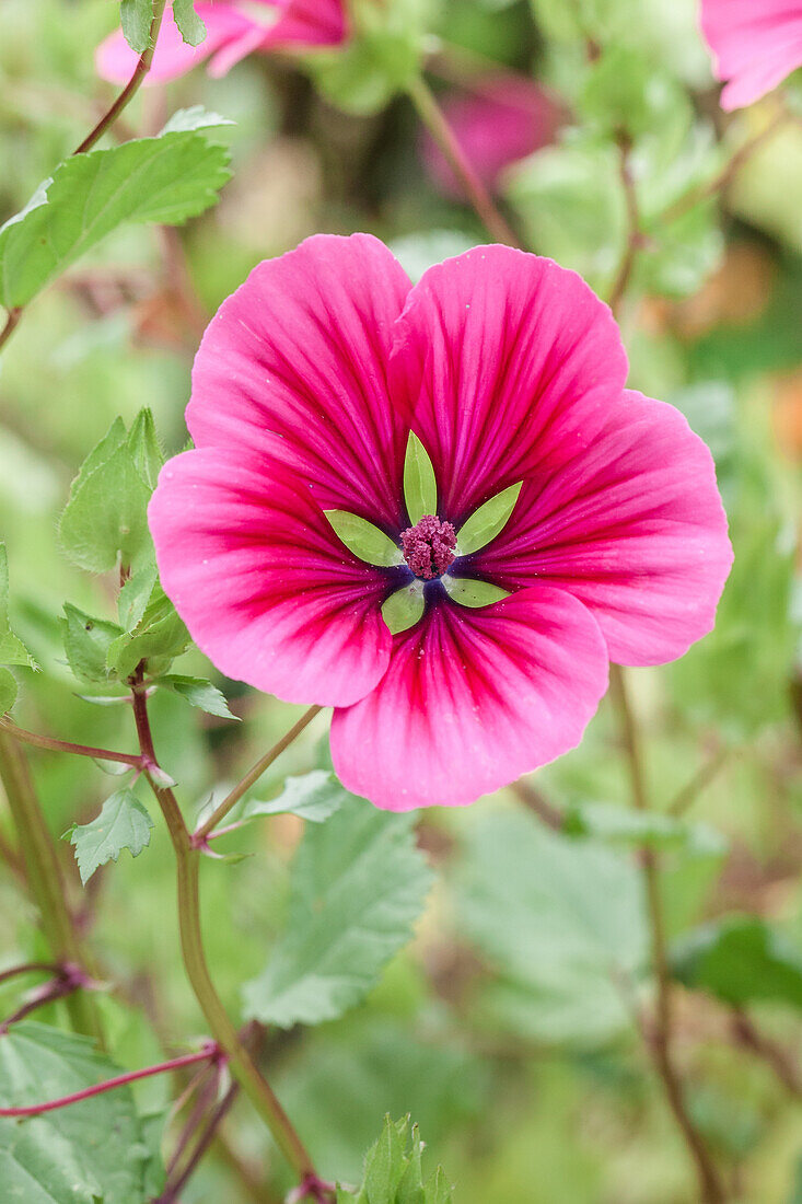 Lavatera, rosa