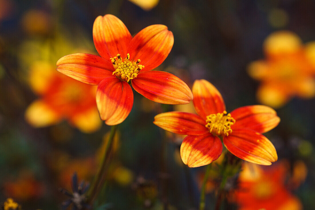 Bidens ferulifolia 2Teeth® 'Oly Orange Red Star'