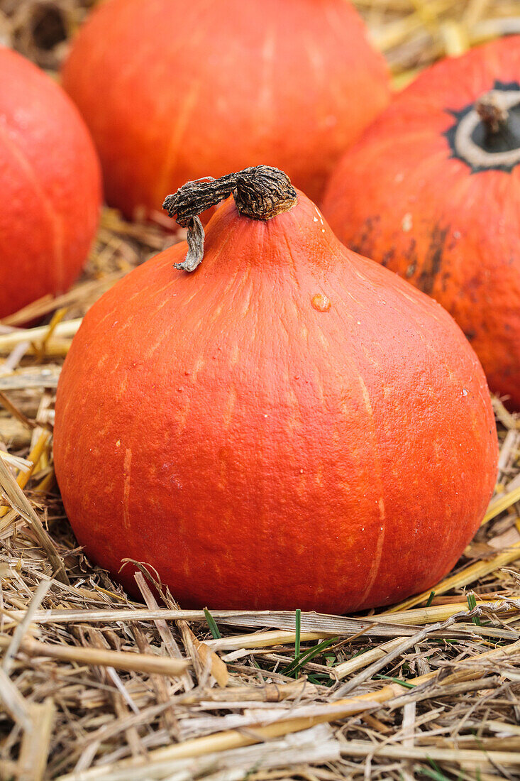 Cucurbita pepo 'Hokkaido'