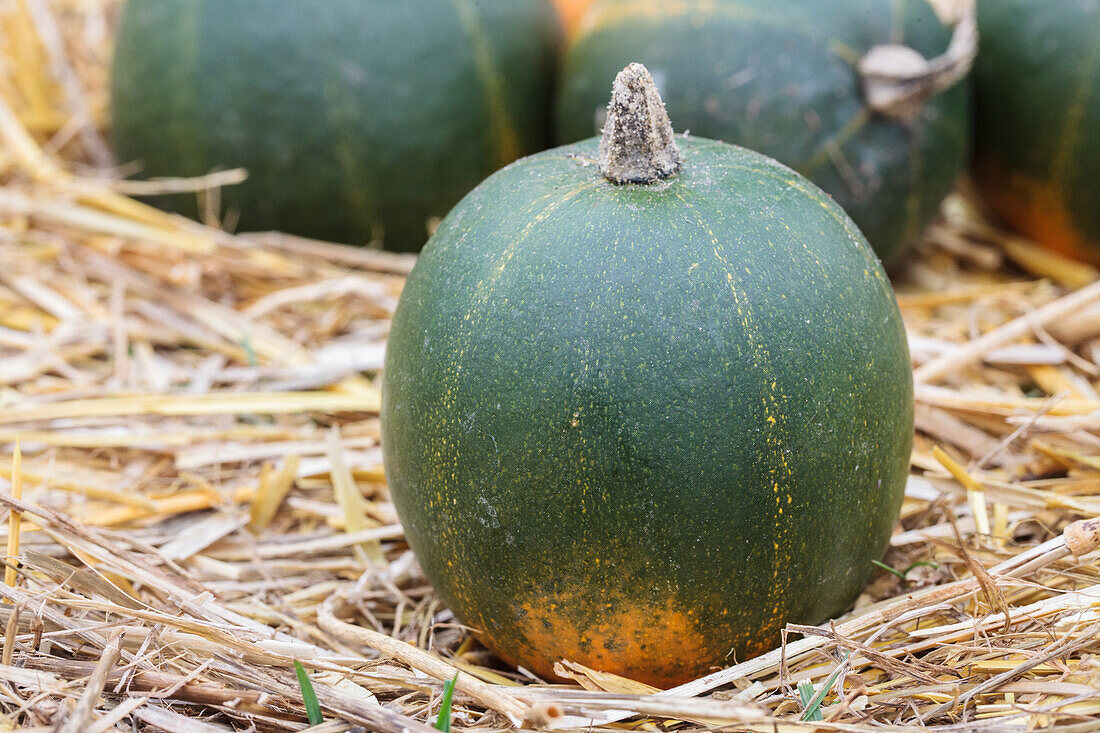 Cucurbita pepo subsp. pepo convar. microcarpina