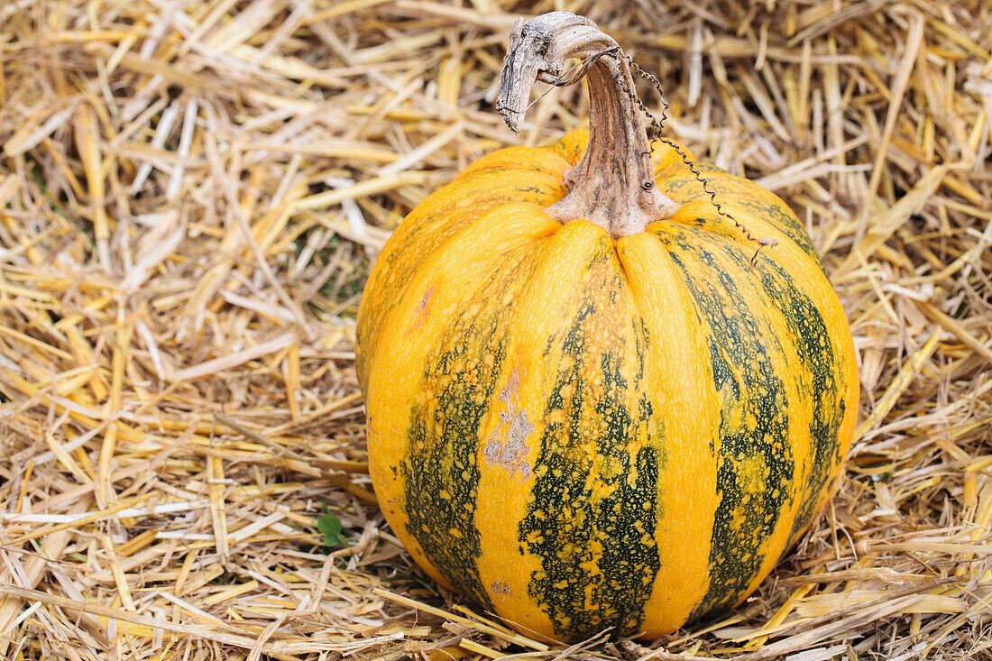 Cucurbita pepo subsp. pepo convar. microcarpina