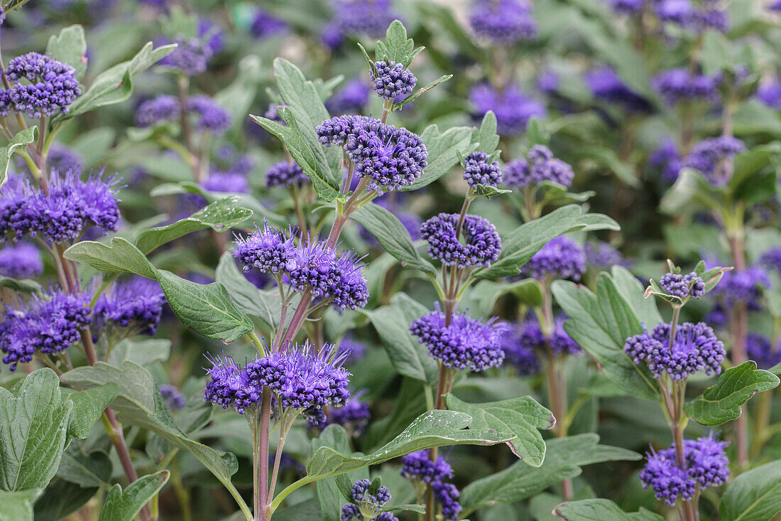 Caryopteris clandonensis 'Grand Bleu'®