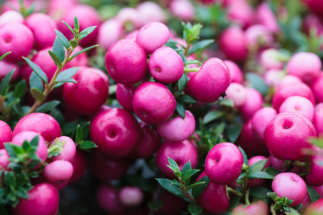 Gaultheria mucronata