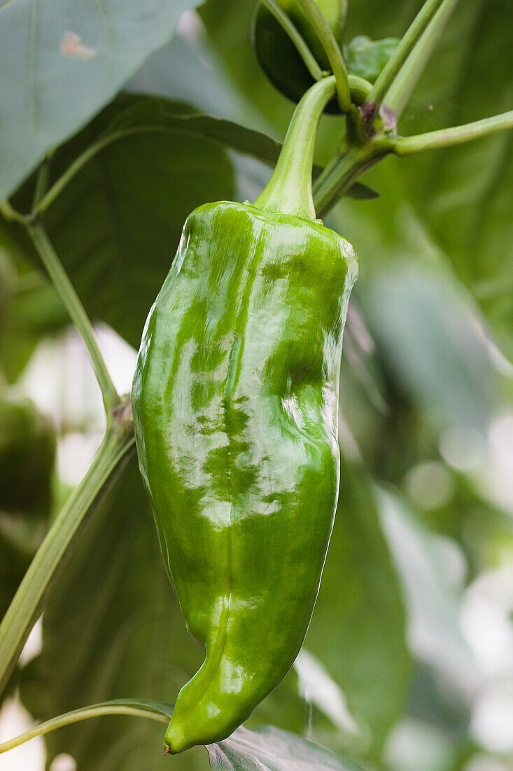 Capsicum annuum, green