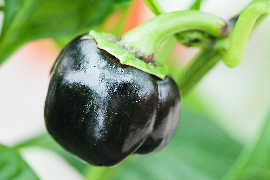 Capsicum annuum 'Mavras'