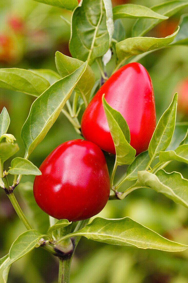 Capsicum annuum cerasiforme