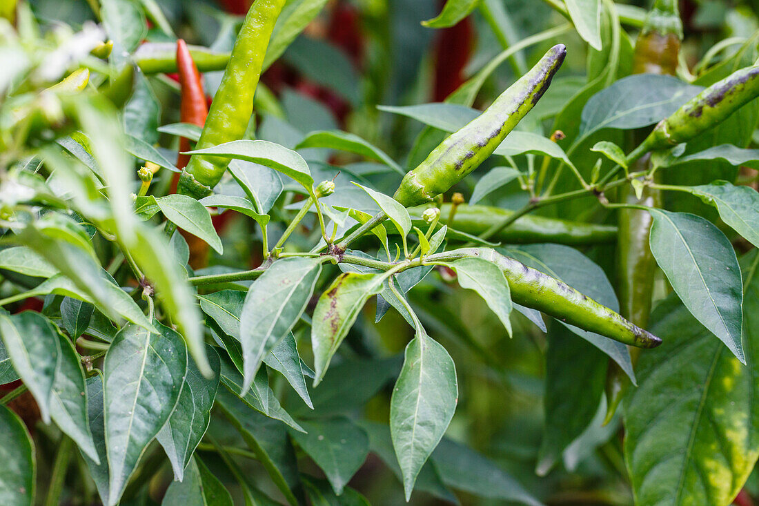 Peperoncini 'Autumn Desire'