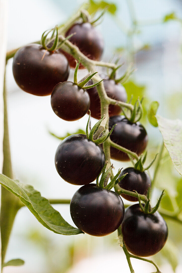 Solanum lycopersicum var. cerasiforme 'Midnight Snack'