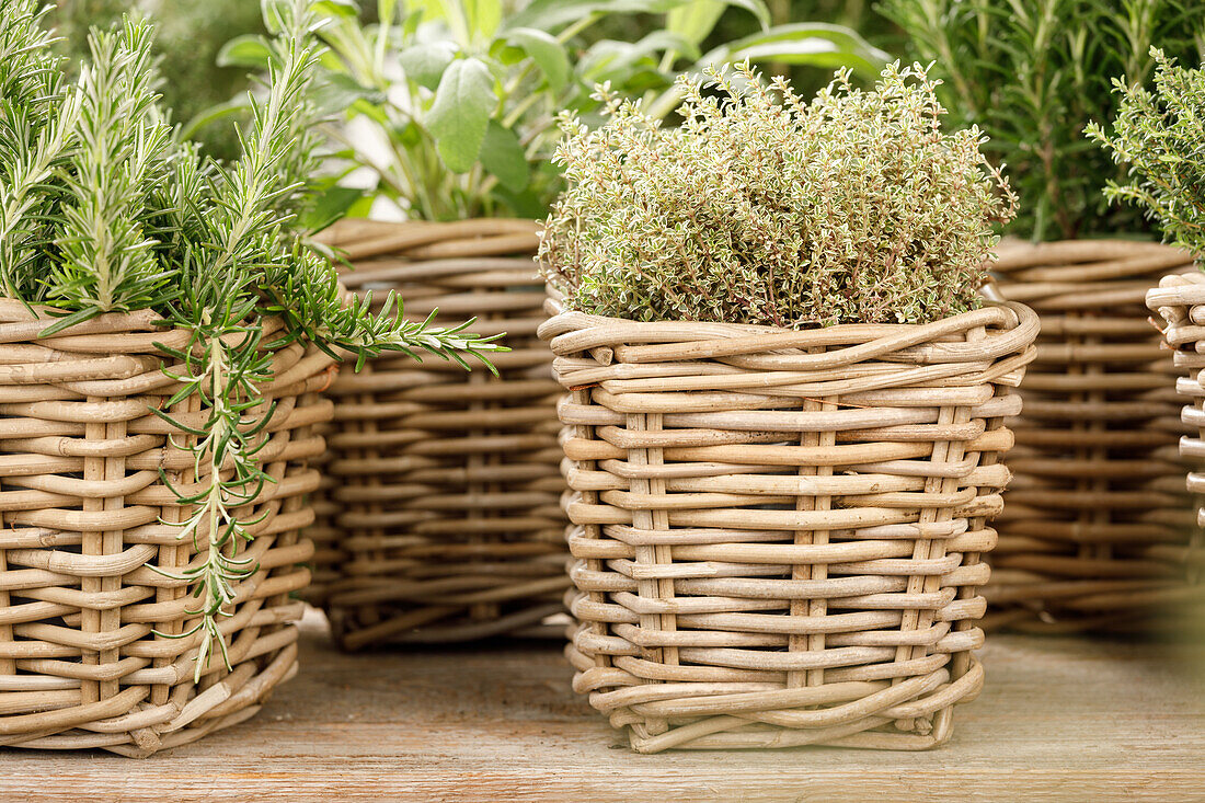 Thymus, Rosmarinus officinalis