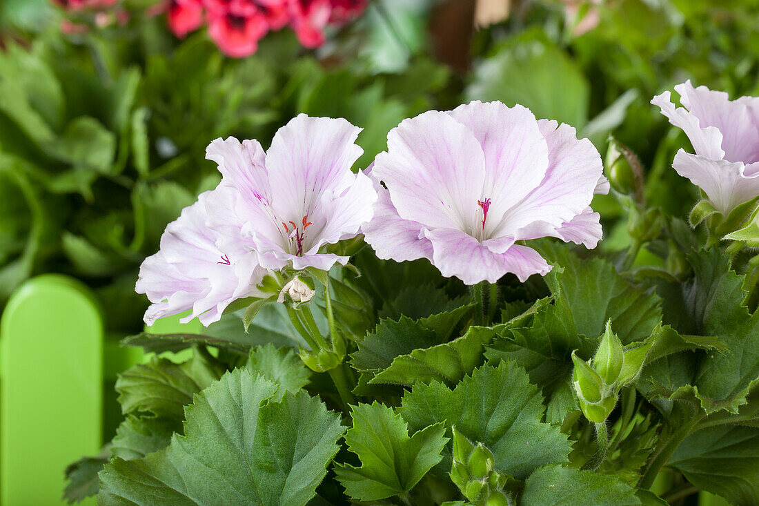 Pelargonium grandiflorum