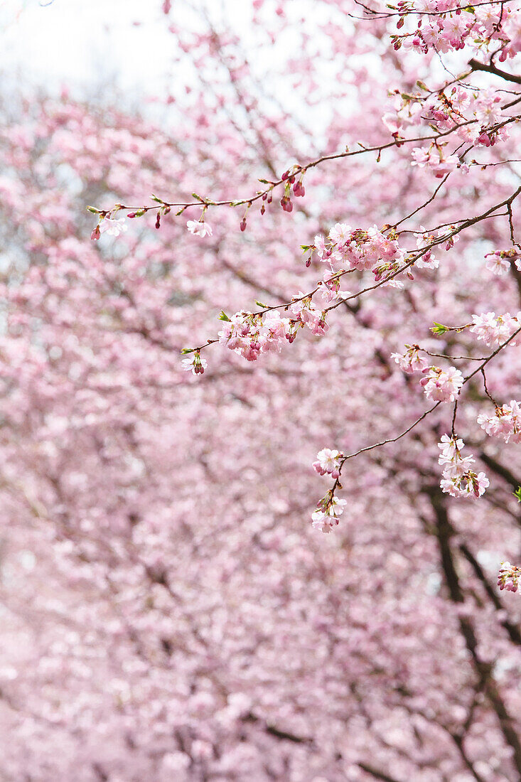 Prunus subhirtella 'Accolade'