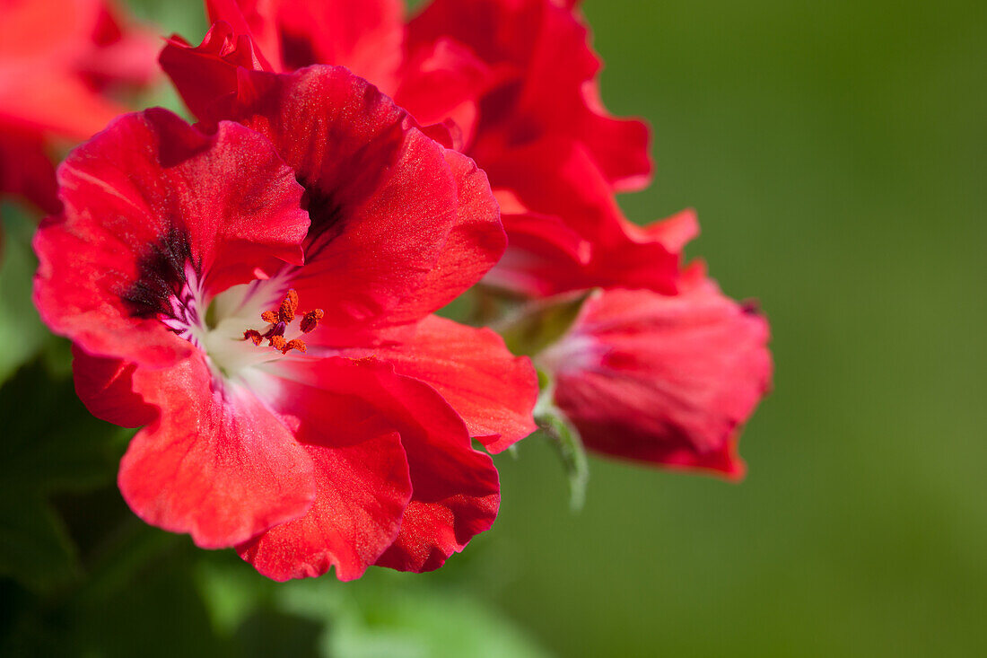 Pelargonium grandiflorum, rot