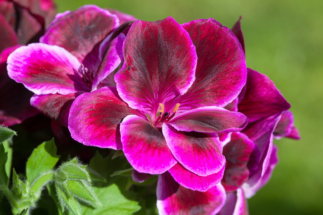 Pelargonium grandiflorum