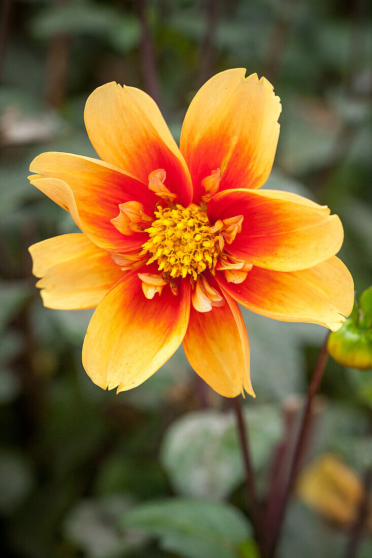 Dahlia 'Esther'