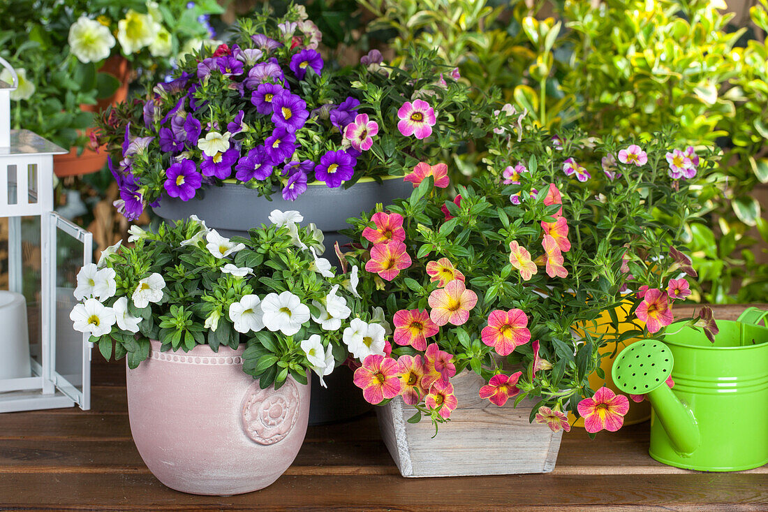 Calibrachoa 'Celebration'®