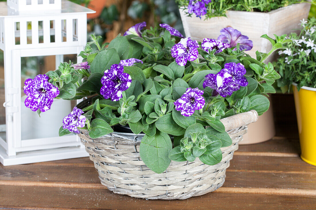 Petunia 'Night Sky'