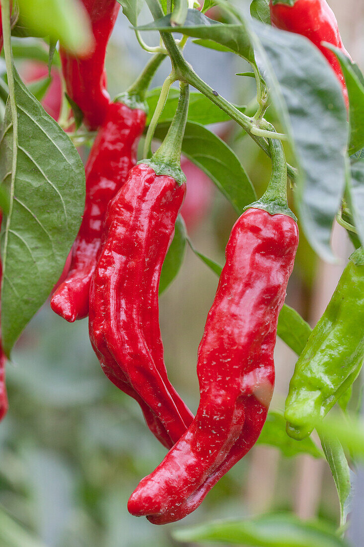 Capsicum annuum 'Shishito