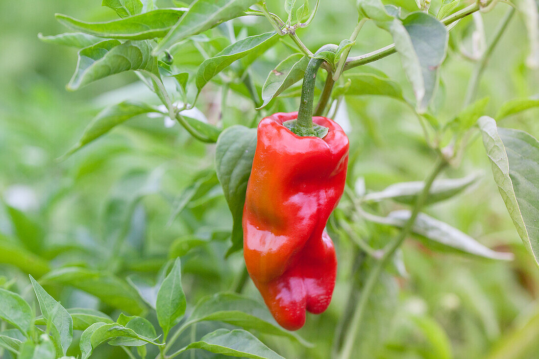 Capsicum chinense 'Habanero Tropical Red'