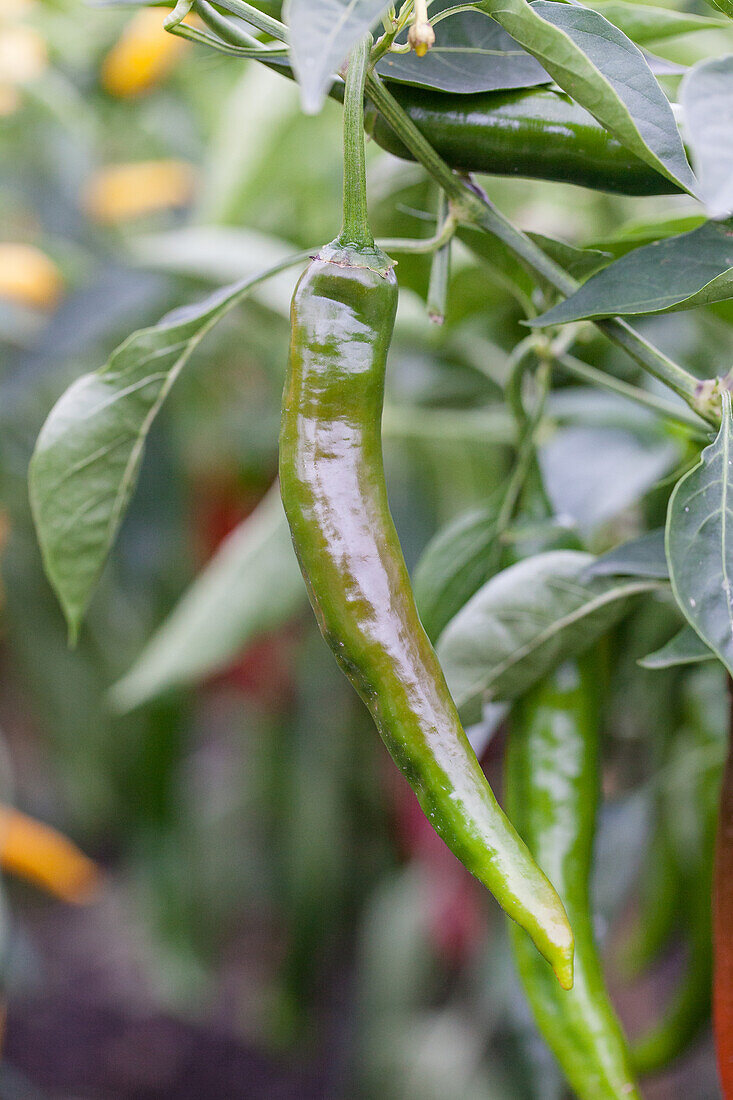 Capsicum annuum var. acuminatum 'Impala F1'