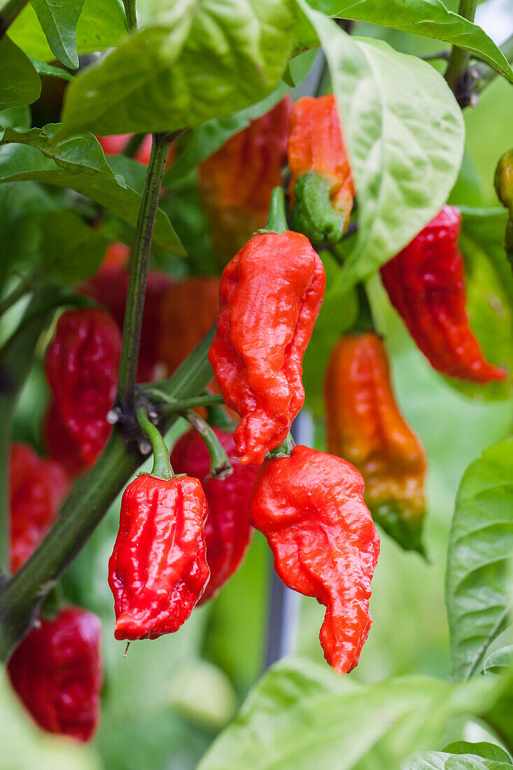 Capsicum chinense 'Carolina Reaper'