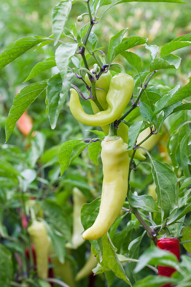 Capsicum annuum Tabaluga