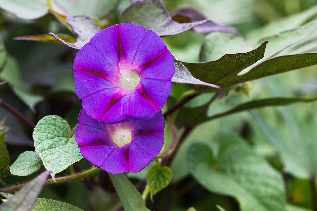 Ipomoea batatas