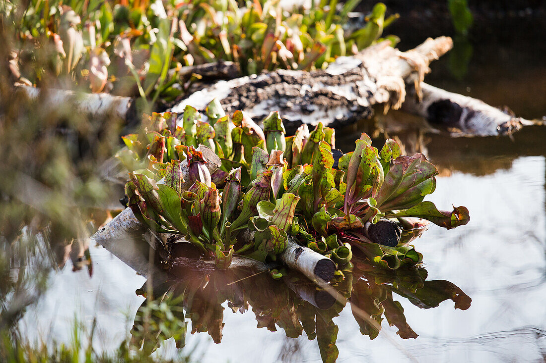 Sarracenia