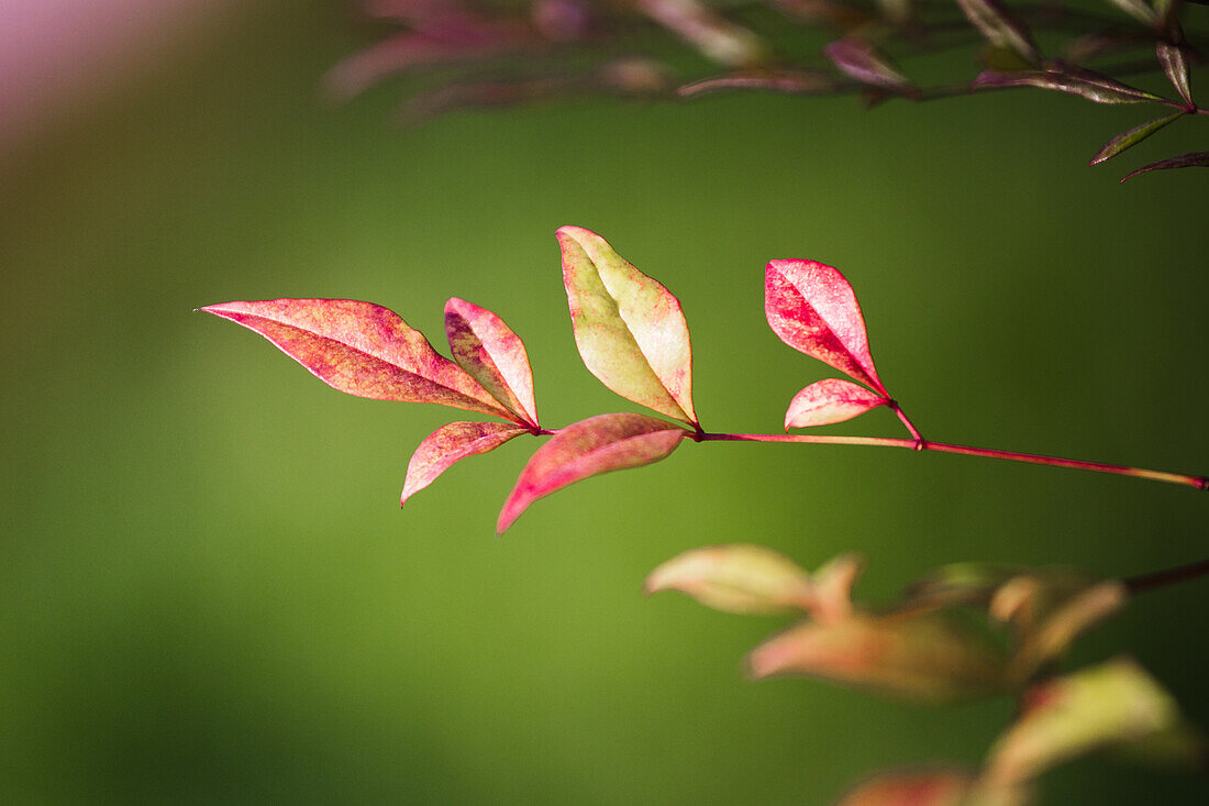 Nandina domestica 'Obsessed'