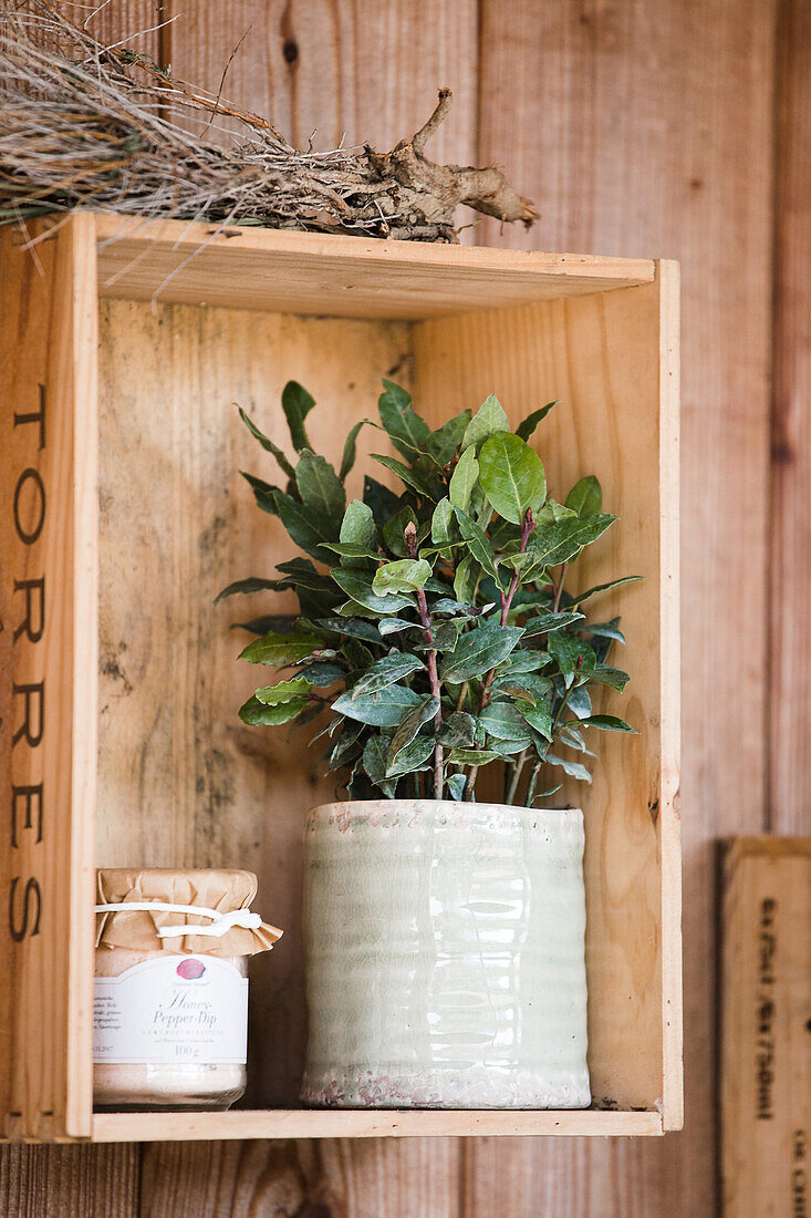 Arrangement mit Laurus nobilis