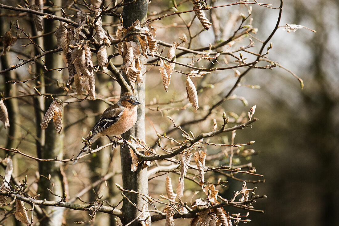 Chaffinch