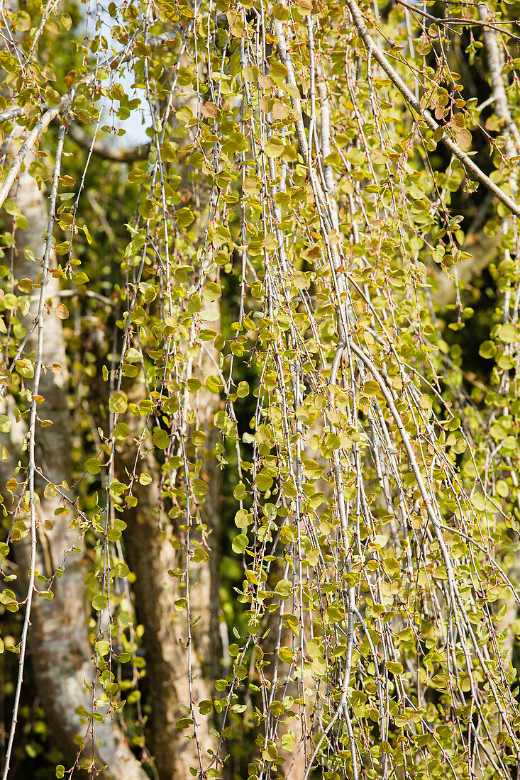 Cercidiphyllum japonicum 'Pendulum'