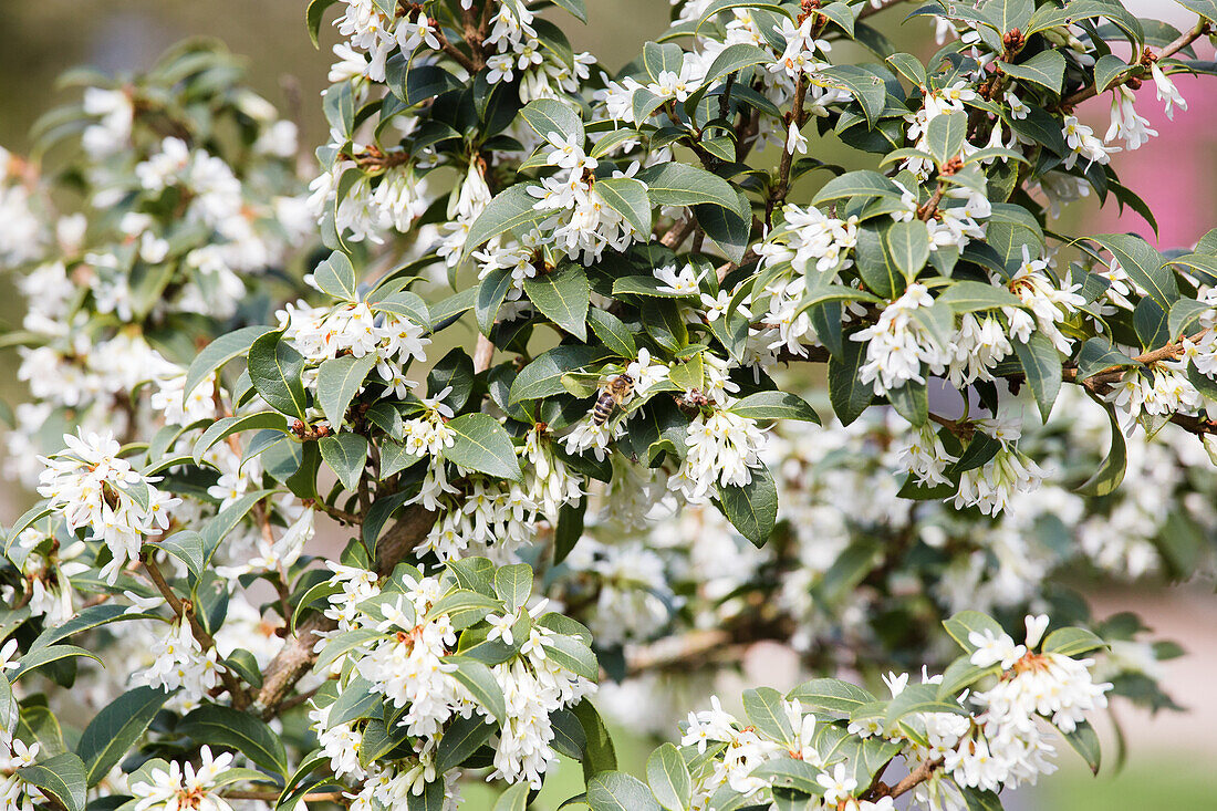 Osmanthus burkwoodii