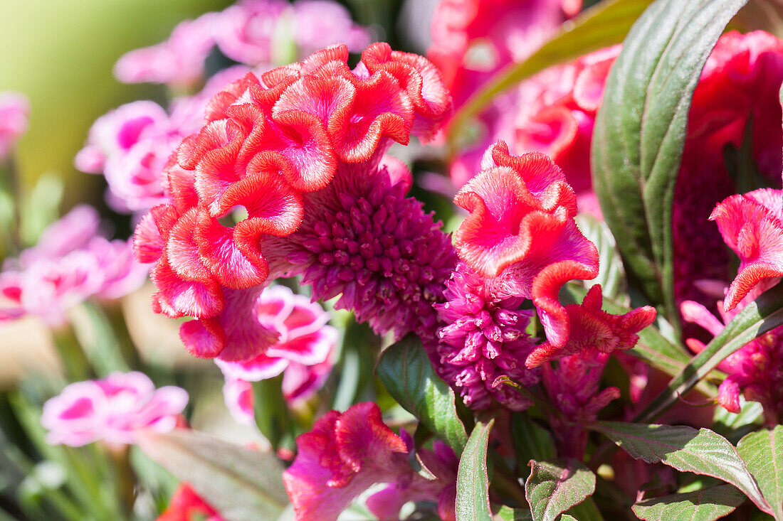 Celosia argentea 'Hot Topic'®