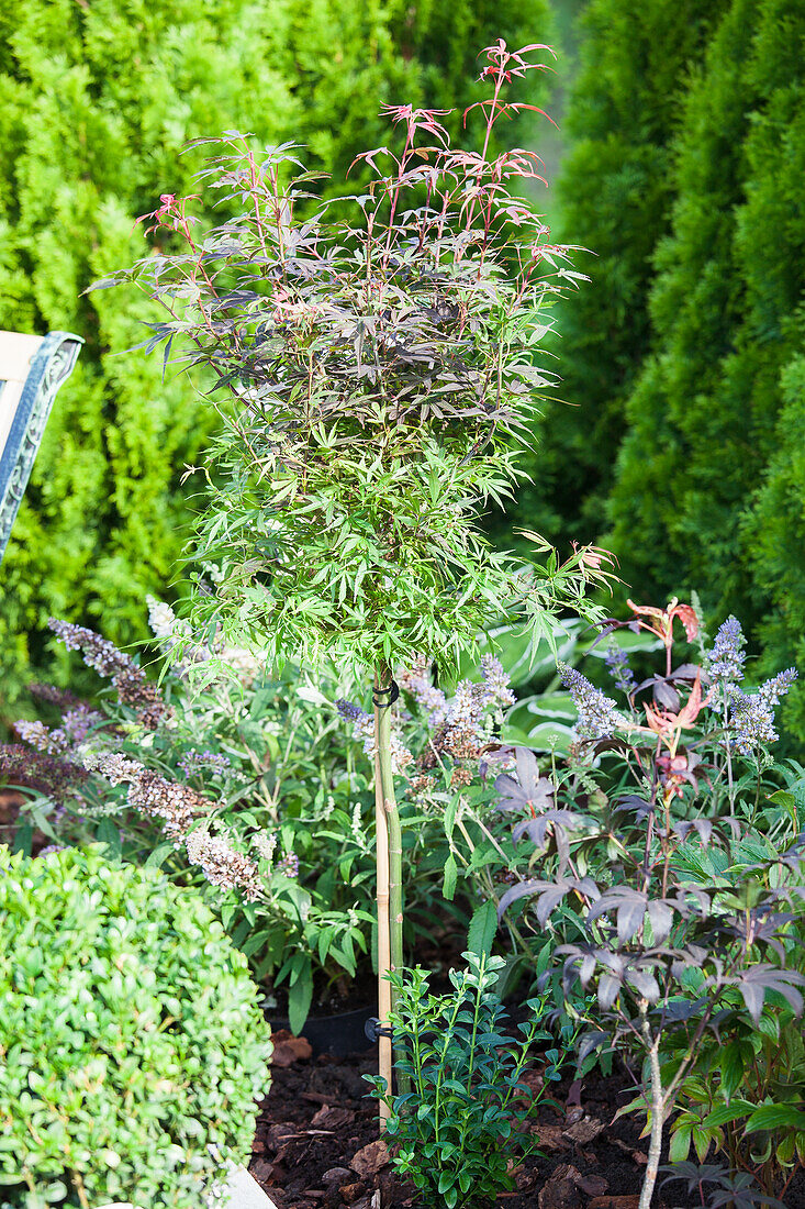 Acer palmatum, Stamm