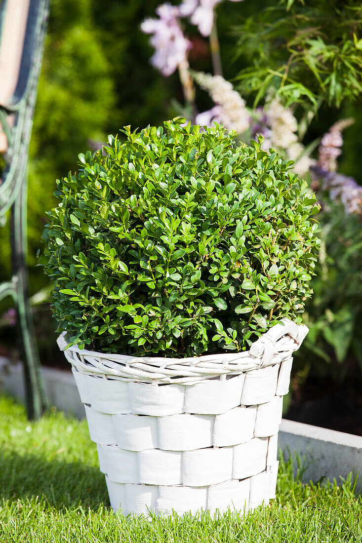 Buxus sempervirens, Kugel