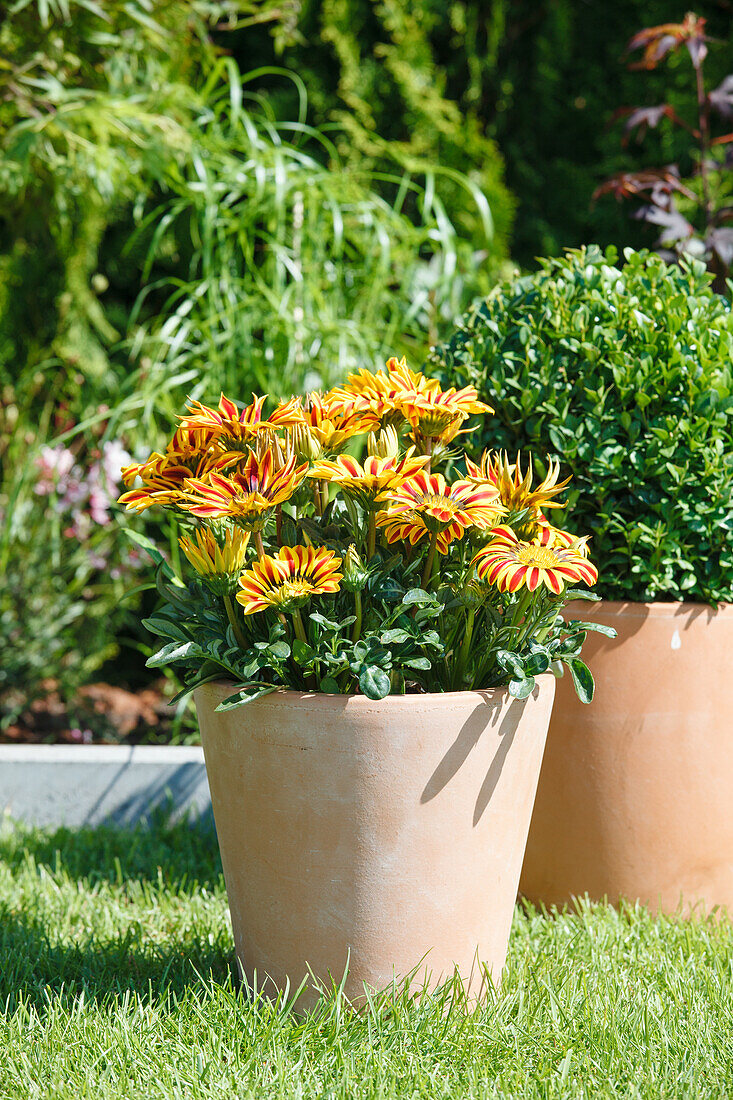 Gazania rigens